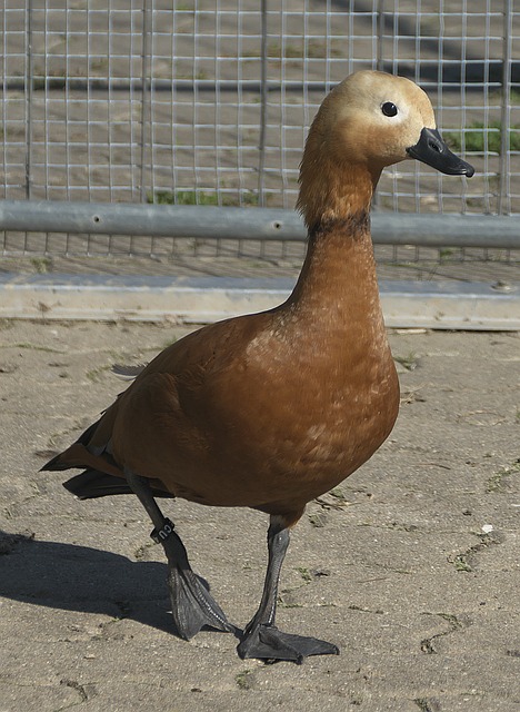 格兰本土特