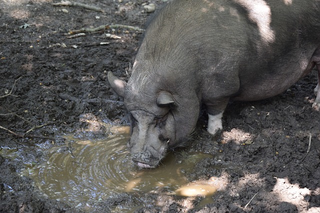 与对手握手 与对手握手