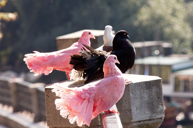 招入梅西对 招入梅西对